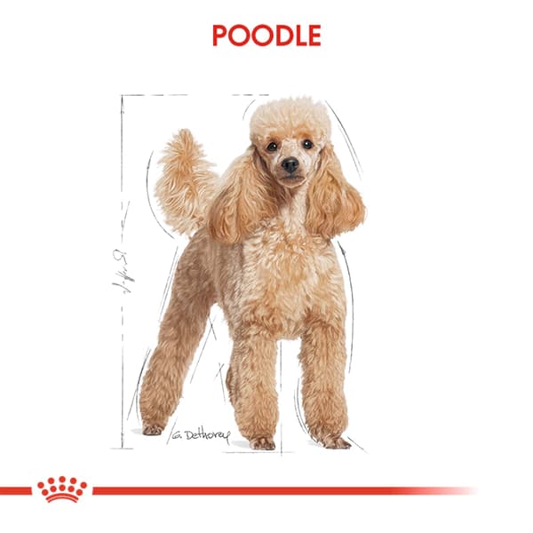 Royal Canin Poodle Yetişkin Köpek Maması 3 kg
